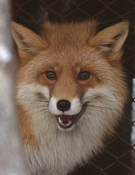 IMG_fox.jpg